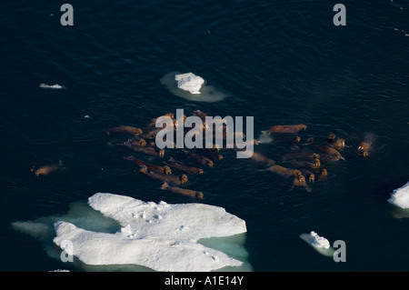 Morse Odobenus rosmarus nageant autour de la banquise dans la mer de Chukchi au large des réserves nationales de pétrole Alaska Banque D'Images