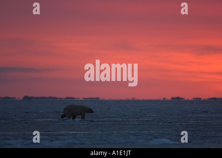 Ours polaire Ursus maritimus marche sur la glace au lever du soleil avec un mirage à l'horizon 1002 zone Arctic National Wildlife refuge kaktovik Barter Island Alask Banque D'Images