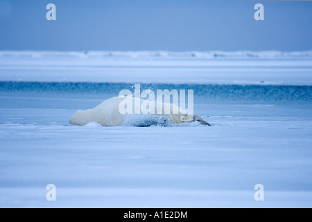 Ours polaire Ursus maritimus tombant à travers la jeune glace essayant de grimper sur la glace mince 1002 plaine côtière de l'Arctic National Wildlife refuge Alaska Banque D'Images