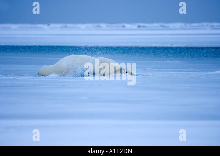 Ours polaire Ursus maritimus tombant à travers la jeune glace essayant de grimper sur la glace mince 1002 plaine côtière de l'Arctic National Wildlife refuge Alaska Banque D'Images