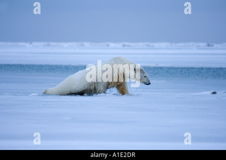 Ours polaire Ursus maritimus tombant à travers la jeune glace essayant de grimper sur la glace mince 1002 plaine côtière de l'Arctic National Wildlife refuge Alaska Banque D'Images