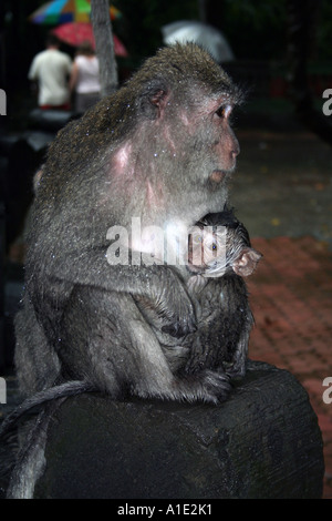 Mère et bébé à Bali monkey forest Banque D'Images