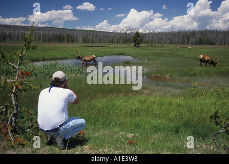 Un visiteur de prendre des photos de wapitis du parc national de Yellowstone au Wyoming, États-Unis d'Amérique Banque D'Images