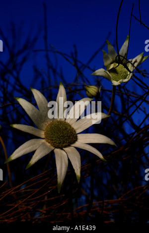 Flannel Flower Actinotus helianthi après g's Australie Banque D'Images