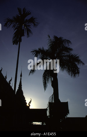 Palmiers dans Wat Chieng Mun Chiang Mai Thailand Banque D'Images