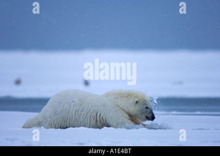 Ours blanc Ursus maritimus essaie de grimper sur la glace mince 1002 plaine côtière de l'Arctic National Wildlife Refuge en Alaska Banque D'Images