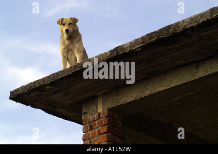 Grand chien gardiennage maison de béton brique non fini assis sur un toit plat Banque D'Images