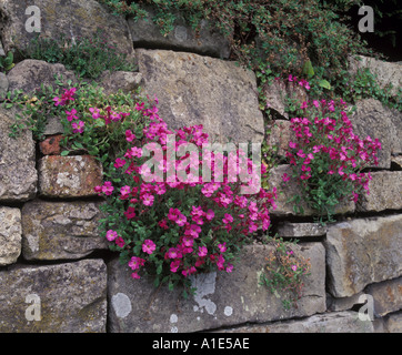 Les plantes Aubrieta roses fleurissent en cascades sur un vieux mur. En étendant les vivaces, ils attirent les visiteurs de jardin à la recherche de nectar avec leurs belles fleurs Banque D'Images