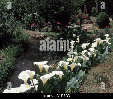 Une dérive de lys blancs de Calla fleurit à côté d'un ruisseau tranquille dans un jardin du Sud-Ouest de la France Banque D'Images