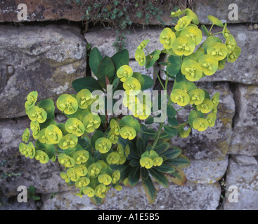 Gros plan de Euphorbia amygdaloides var.. les robbiae prospèrent dans une petite fissure d'un beau mur de jardin en pierre, un témoignage de la résilience de la nature Banque D'Images