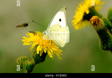 Dîner jaune un papillon blanc du chou Pieris brassicae et une marmelade Fly Episyrphus balteatus parti sur un Corn Marigold chrys Banque D'Images