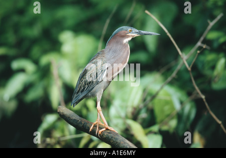 Héron vert, vert soutenu (Heron Butorides spinosa), dans la forêt tropicale, Costa Rica Banque D'Images