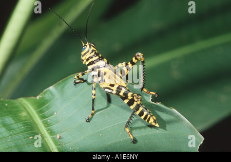 Rouge géant-winged Grasshopper (Tropidacris cristata), dans la forêt tropicale, Costa Rica Banque D'Images