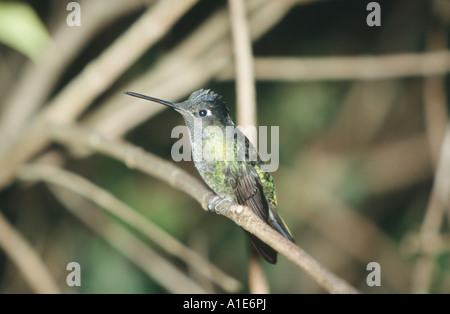 Le Rivoli (hummingbird fulgens), Eugene dans la forêt tropicale, Costa Rica Banque D'Images