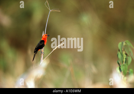 Carouge à tête rouge (Amblytamphus holosericeus), Brésil, Pantanal, Mato Grosso Banque D'Images