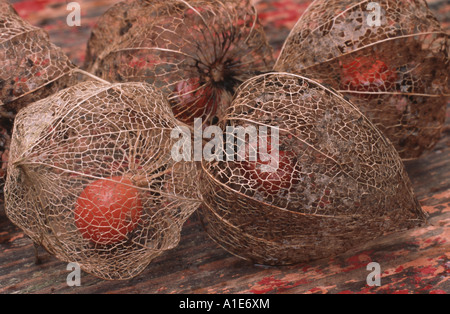 Chinese-lanterne-usine, lampe chinoise, lanterne Japonaise, cerises, fraises d'hiver, tomate cerise au rez-de-fraise (Physalis Banque D'Images