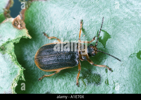 La chrysomèle du NÉNUPHAR nénuphar, beetle, étang-lily-leaf beetle (Galerucella nymphaeae), imago Banque D'Images