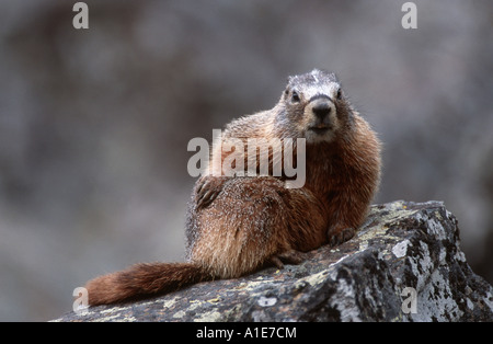 Les marmottes (Marmota spec.), sur un rocher, USA, Wyoming, Yellowstone NP Banque D'Images