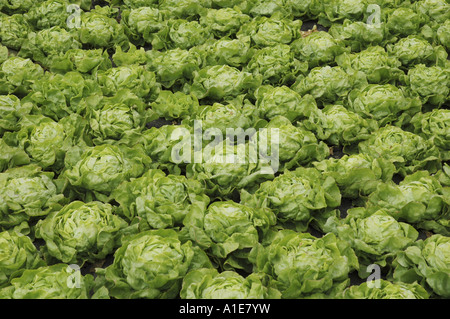 Jardin de la laitue (Lactuca sativa), têtes de laitue dans base Banque D'Images