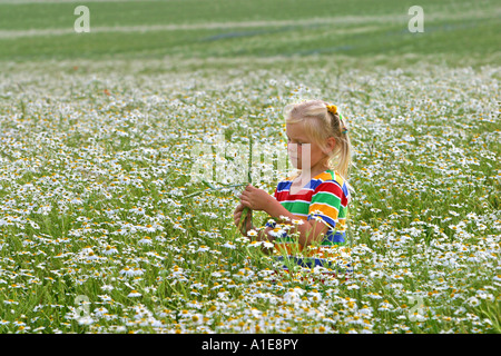Camomille matricaire inodore, matricaire inodore (Tripleurospermum ...