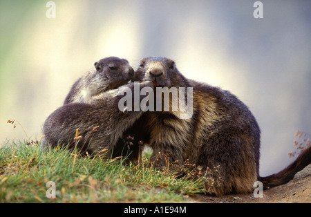 Marmotte des Alpes (Marmota marmota), jeunes et adultes, en Autriche, le Grossglockner Banque D'Images