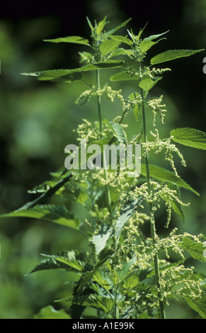 L'ortie (Urtica dioica), blooming Banque D'Images