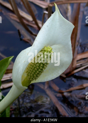 Chou blanc, blanc énorme spathe (Lysichiton camtschatcensis), inflorescence Banque D'Images