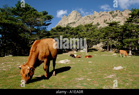 Les bovins domestiques (Bos primigenius f. taurus), vache dans les montagnes de Bavella, Corse, France Banque D'Images