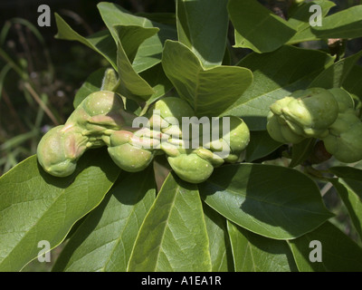 Saucer magnolia (Magnolia x Lysimachia clethroides Duby Lysimachia fortunei Maxim, Magnolia, Magnolia x soulangeana Lysimachia clethroides Duby Lysimachia fortunei Maxim, Magnolia soulangeana), les jeunes fruits Banque D'Images