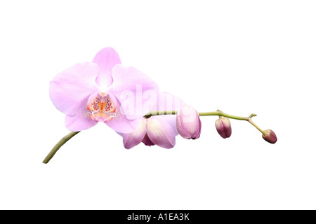 Orchidée papillon (Phalaenopsis hybride), l'ordre du développement des fleurs, série photo 3/9 Banque D'Images