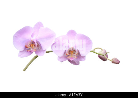 Orchidée papillon (Phalaenopsis hybride), l'ordre du développement des fleurs, série photo 6/9 Banque D'Images