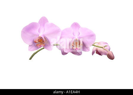 Orchidée papillon (Phalaenopsis hybride), l'ordre du développement des fleurs, série photo 7/9 Banque D'Images