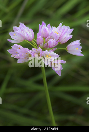 L'ail rose (Allium roseum), inflorescence Banque D'Images