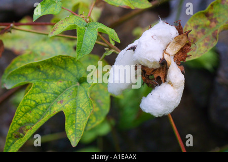 Le coton (Gossypium spec.), a ouvert les fruits avec seedhairs Banque D'Images