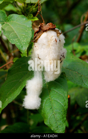 Le coton (Gossypium spec.), a ouvert les fruits avec seedhairs Banque D'Images