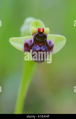 Fowered soyeux (ophrys Ophrys bombyliflora), oranger, Espagne Banque D'Images