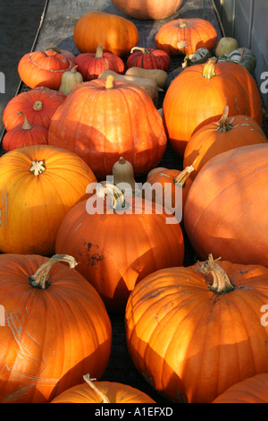 Un grand nombre de Pumkins, courges et citrouilles étant stocké dans une serre Banque D'Images