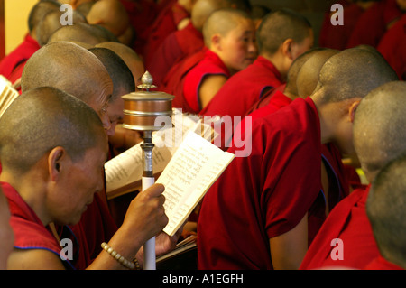 Moine dans le monastère de Namgyal livre et lecture personnelle des mains en rotation pendant les prières prières Banque D'Images