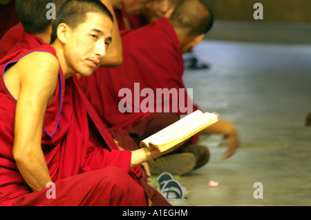 Jeune tête chauve moine dans le monastère de Namgyal reading book Banque D'Images