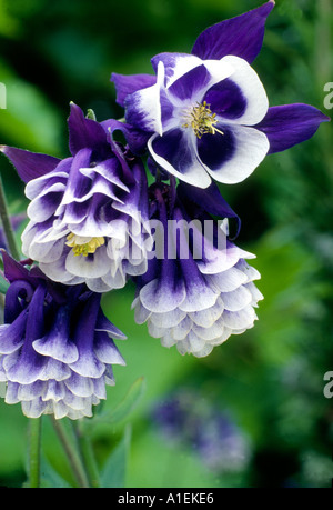 Aquilegia vulgaris 'Adelaide Addison' Columbine Granny's Bonnet violet bleu blanc fleur plante jardin horticulture vivaces Banque D'Images