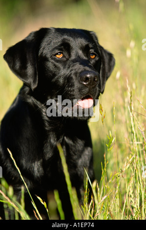 Chien Labrador Noir Pure Race Banque D'Images