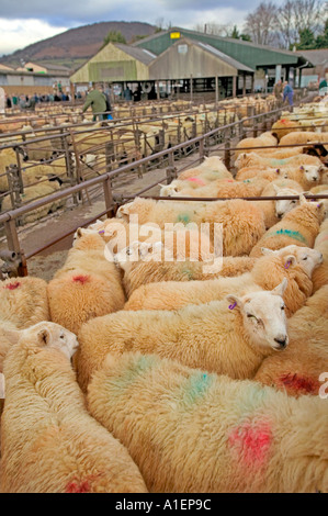 Moutons dans les stylos à vendre marché Abergavenny South Wales UK Banque D'Images