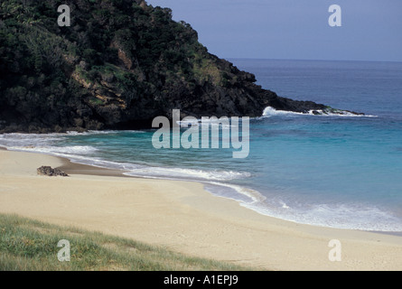 Blinky s Beach l'île Lord Howe , Australie Banque D'Images