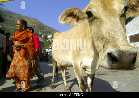 Cow looking into camera et femme indienne en sari en arrière-plan, Kullu, Inde Banque D'Images