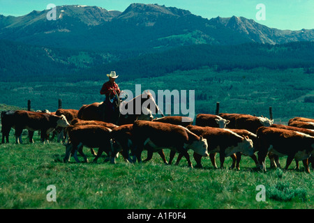 Le cow-boy de bétail dans le Wyoming Banque D'Images