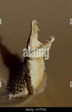 Crocodile en Australie Adelaide River Banque D'Images