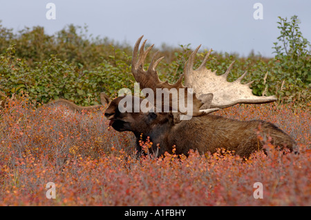 Bull moose Alces alces reposant sur la toundra d'automne dans le Parc National Denali l'intérieur de l'Alaska Banque D'Images