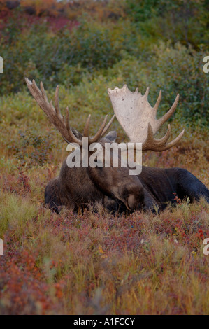 Bull moose Alces alces reposant sur la toundra d'automne dans le Parc National Denali l'intérieur de l'Alaska Banque D'Images