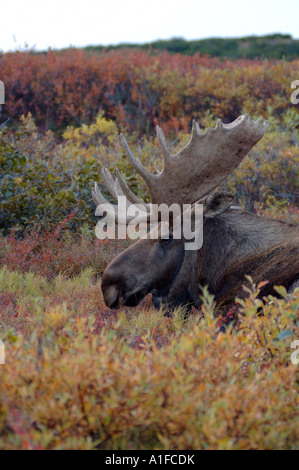 Bull moose Alces alces reposant sur la toundra d'automne dans le Parc National Denali l'intérieur de l'Alaska Banque D'Images