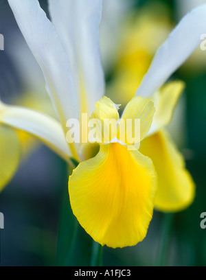 Dutch Iris Iris Angel Wings VanDusen Botanical Garden Vancouver BC Banque D'Images